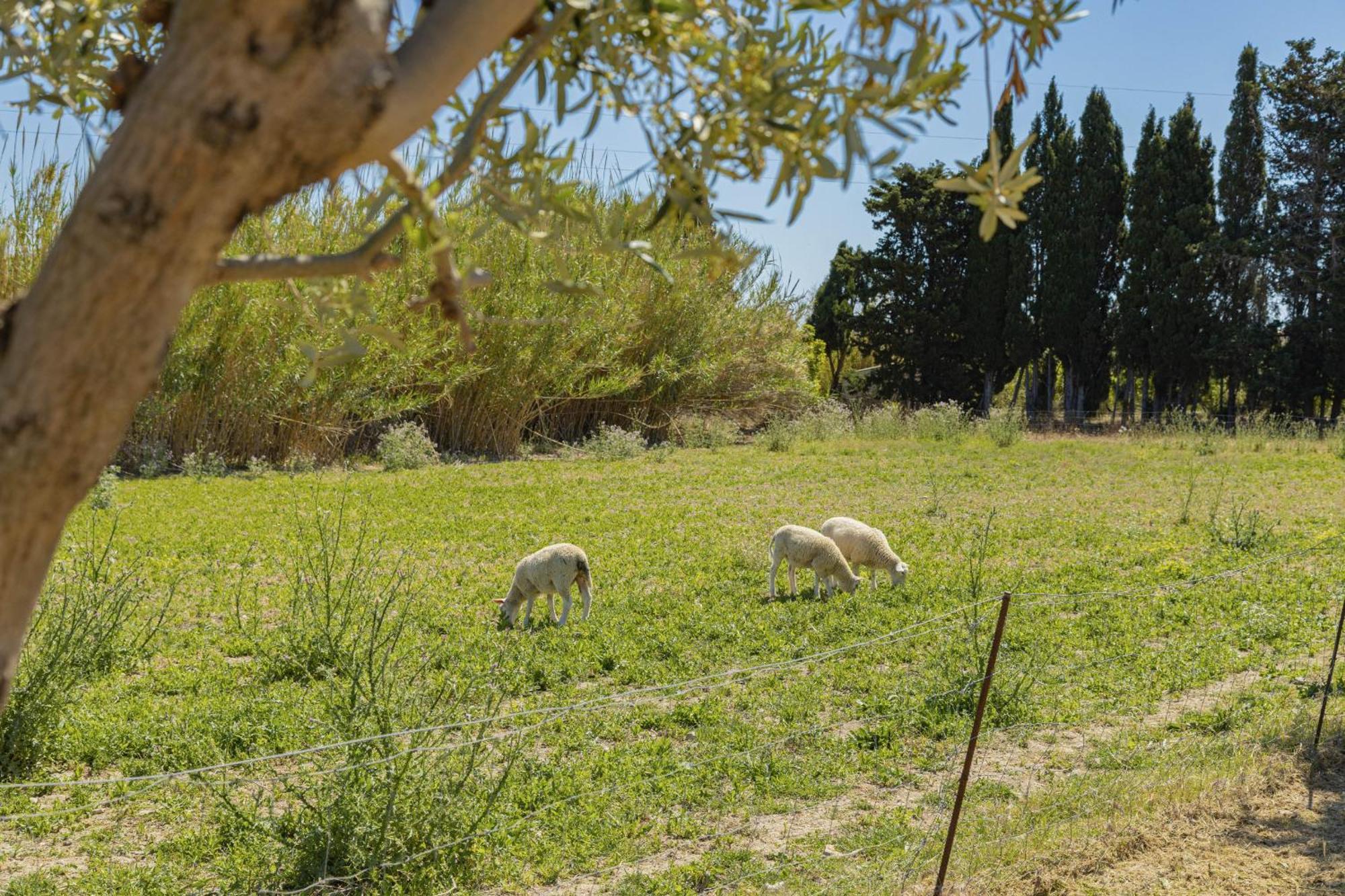 Villa Can Gosp / Sa Caseta D'En Mateu Alcúdia Esterno foto